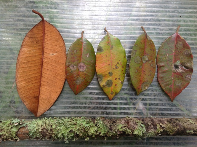 Five Chrysophyllum leaves, the left one with undersides visible, the others showing varying leaf pigmentation and algal colonization by Cephaleuros.