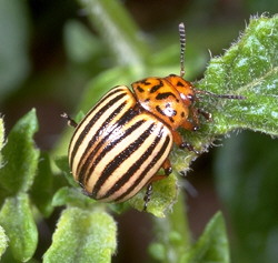The infamous Colorado potato beetle