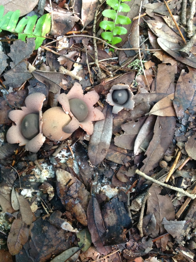 Earthstars at two stages of maturation.