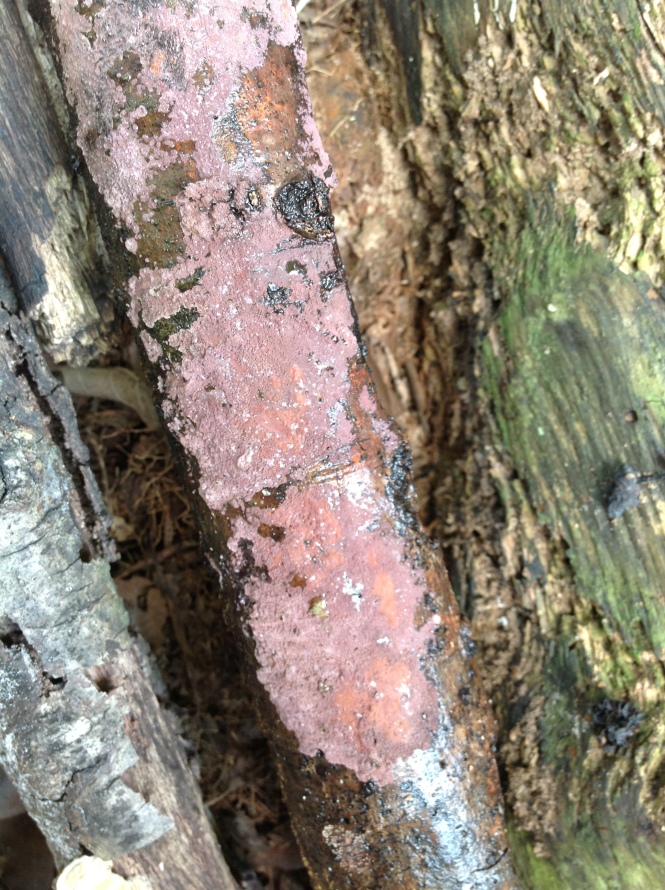 An unidentified crustose fungus colonizing a dead oak branch.