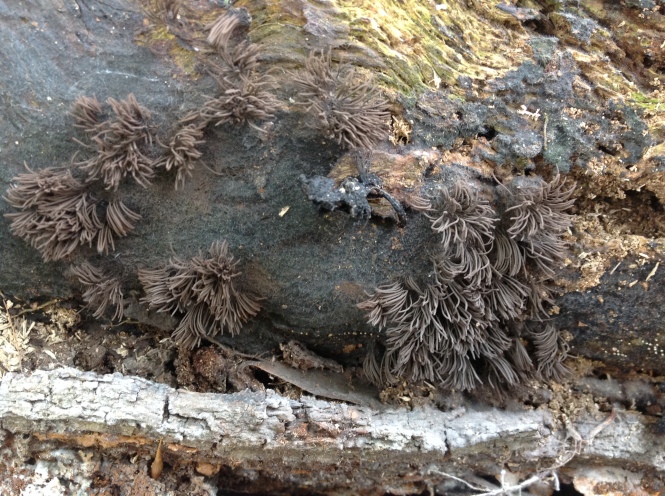 Spore bearing stage of Stemonitis, the slime mold