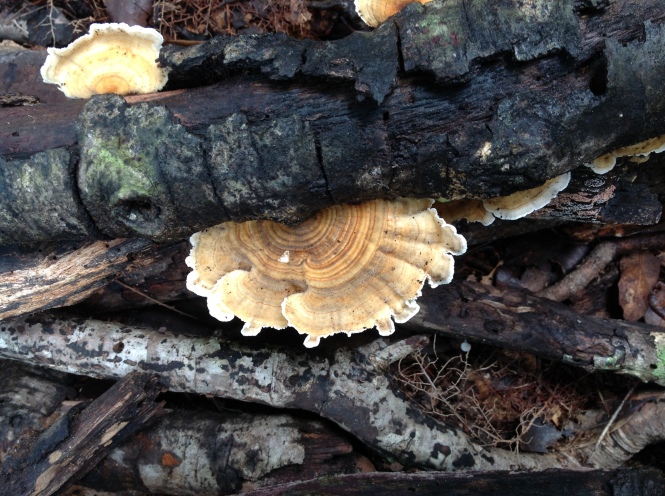 New growth of Trametes pushing out at several places.