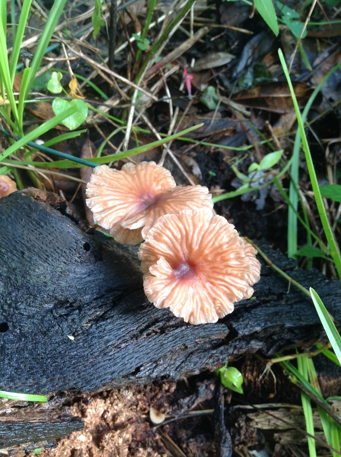 A  pair of refreshed Maramius mushrooms on a dead oak log.